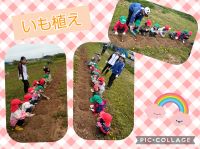 にじくみ🌈先日、いも植えを行いました！みんなで「大きくなーれ！美味しくなーれ！」とお願いしました✨上手に植えることが出来ていましたよ😆