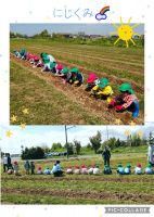 にじくみ🌈楽しみにしていた芋植えがありました🥔種芋を見てとっても嬉しそうに、大事に受け取っていました。植えた後は、「大きくなぁれ❗️」「大きくなぁれ😆」と一生懸命に土を被せていましたよ☺️